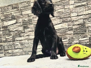 Cockapoo dogs 🩷Last little girl🩷All Essentials Included🐶 - Advert 4