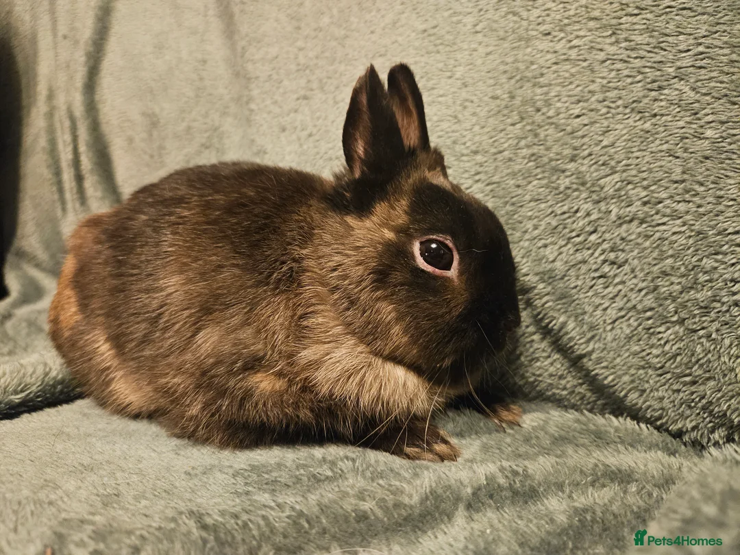 Mixed Breed rabbits for sale: Netherland Dwarf sable buck* last one left** - Advert 8