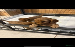 Cavapoo dogs for sale: Stunning F1 cavapoos  - Image 4