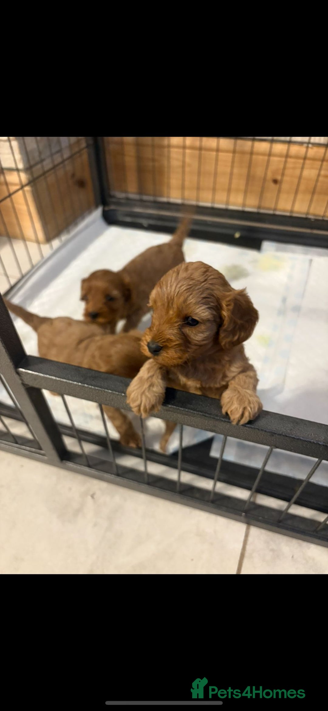 Cavapoo dogs for sale: Stunning F1 cavapoos  - Image 4