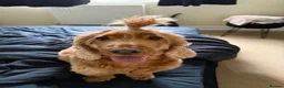 Cockapoo dogs for sale: Otis & Ollie  in Bury Saint Edmunds - Advert 2