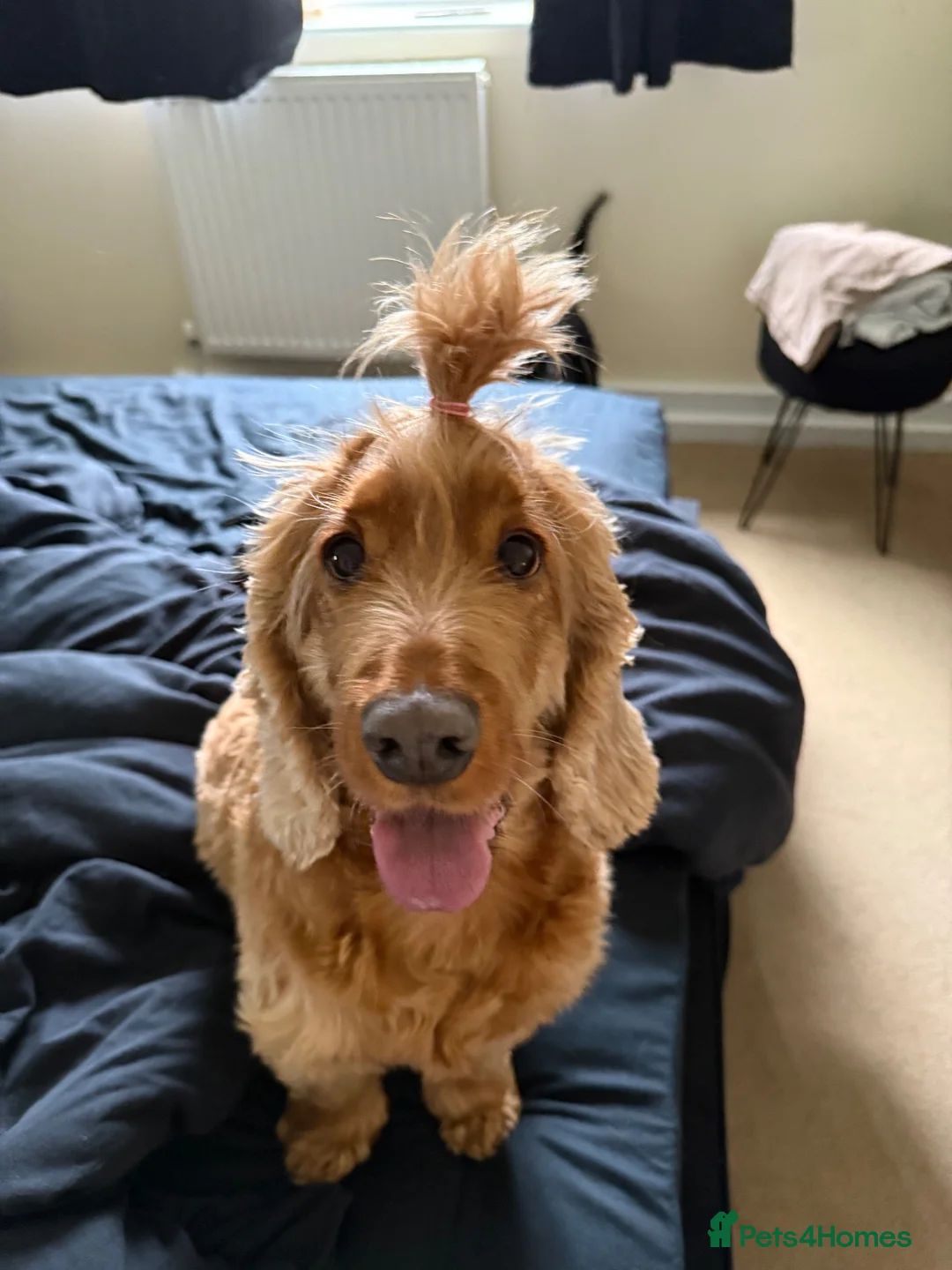 Cockapoo dogs for sale: Otis & Ollie  in Bury Saint Edmunds - Advert 2