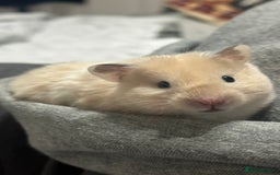 Hamster rodents for sale: Baby hamster - Image 5