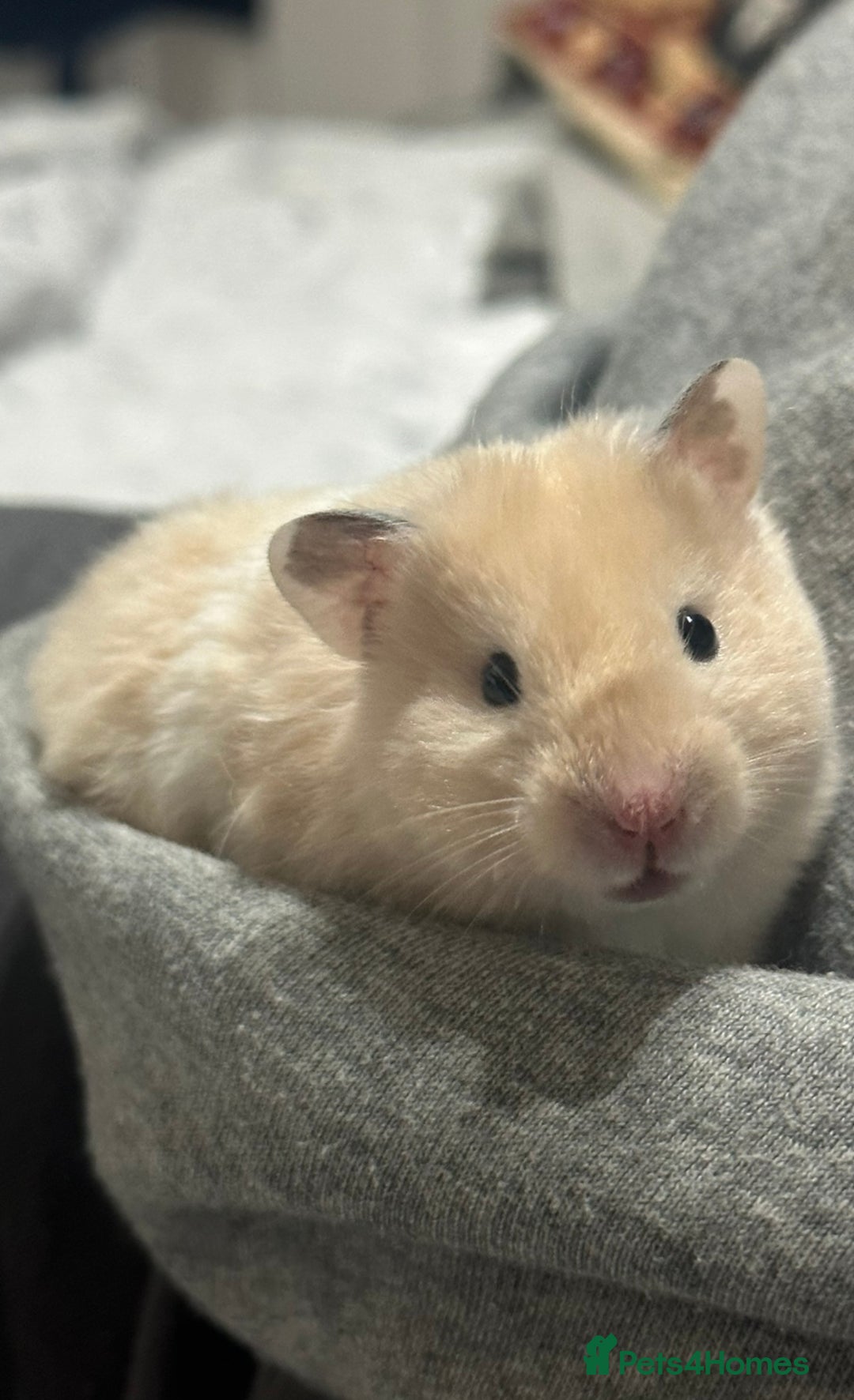 Hamster rodents for sale: Baby hamster - Image 5