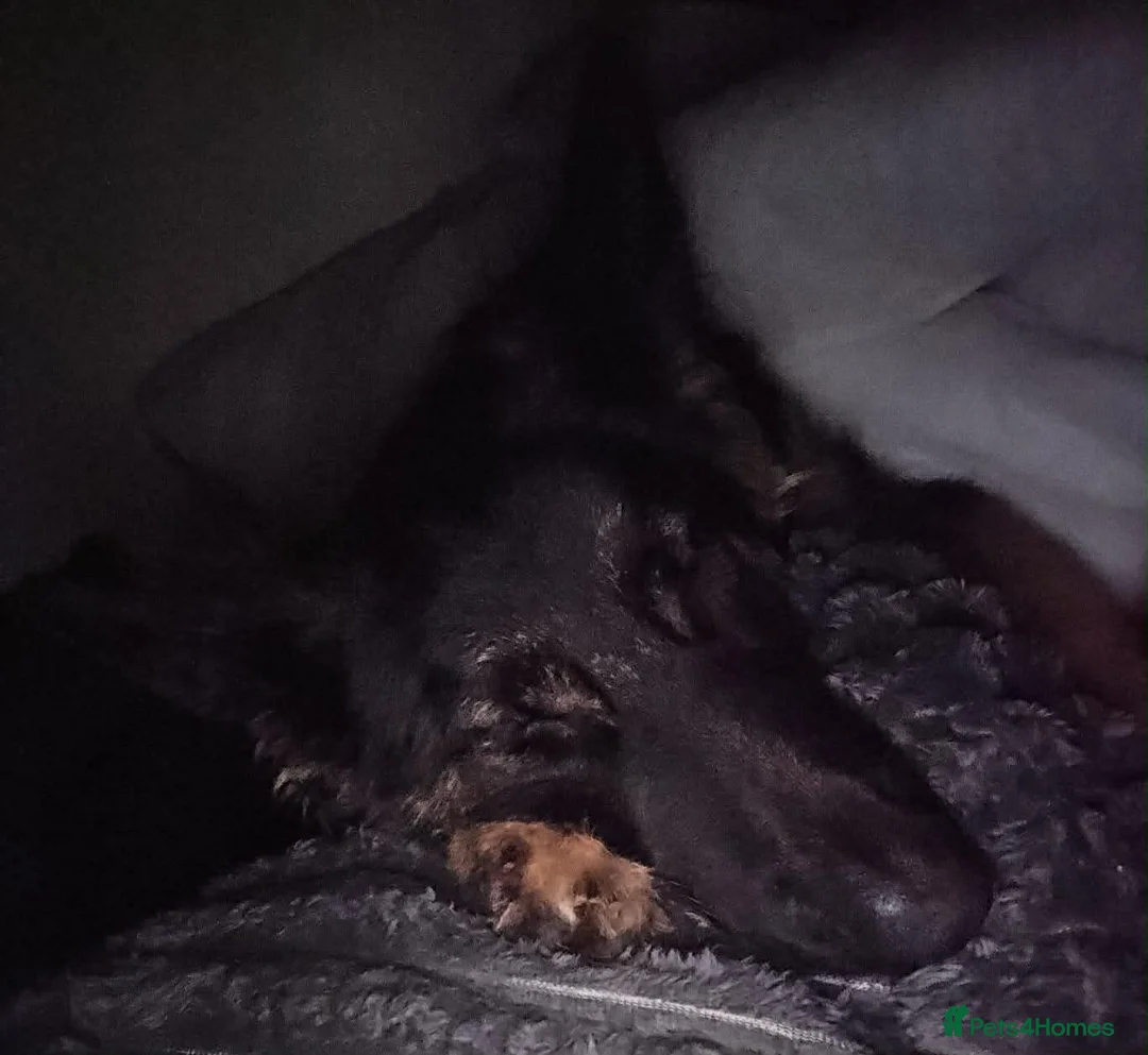 Mixed Breed dogs for sale: Beautiful Puppy in need of a dedicated loving home - Advert 20