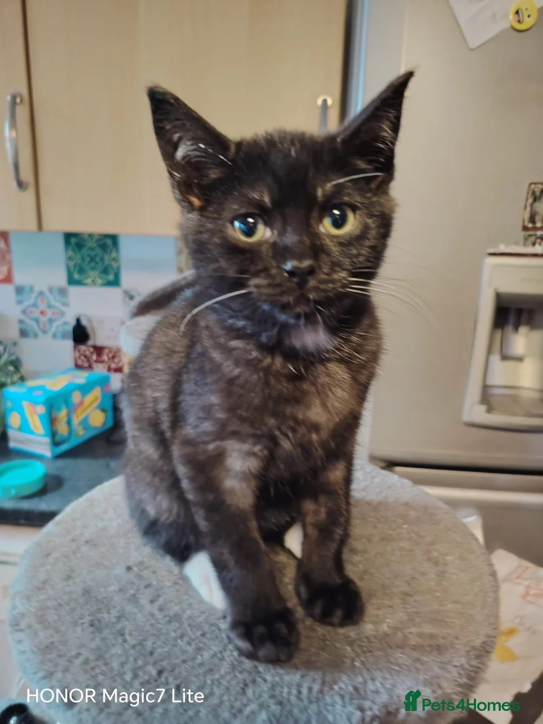 Mixed Breed cats for sale: Black smoke mix kitten in Salisbury - Advert 4