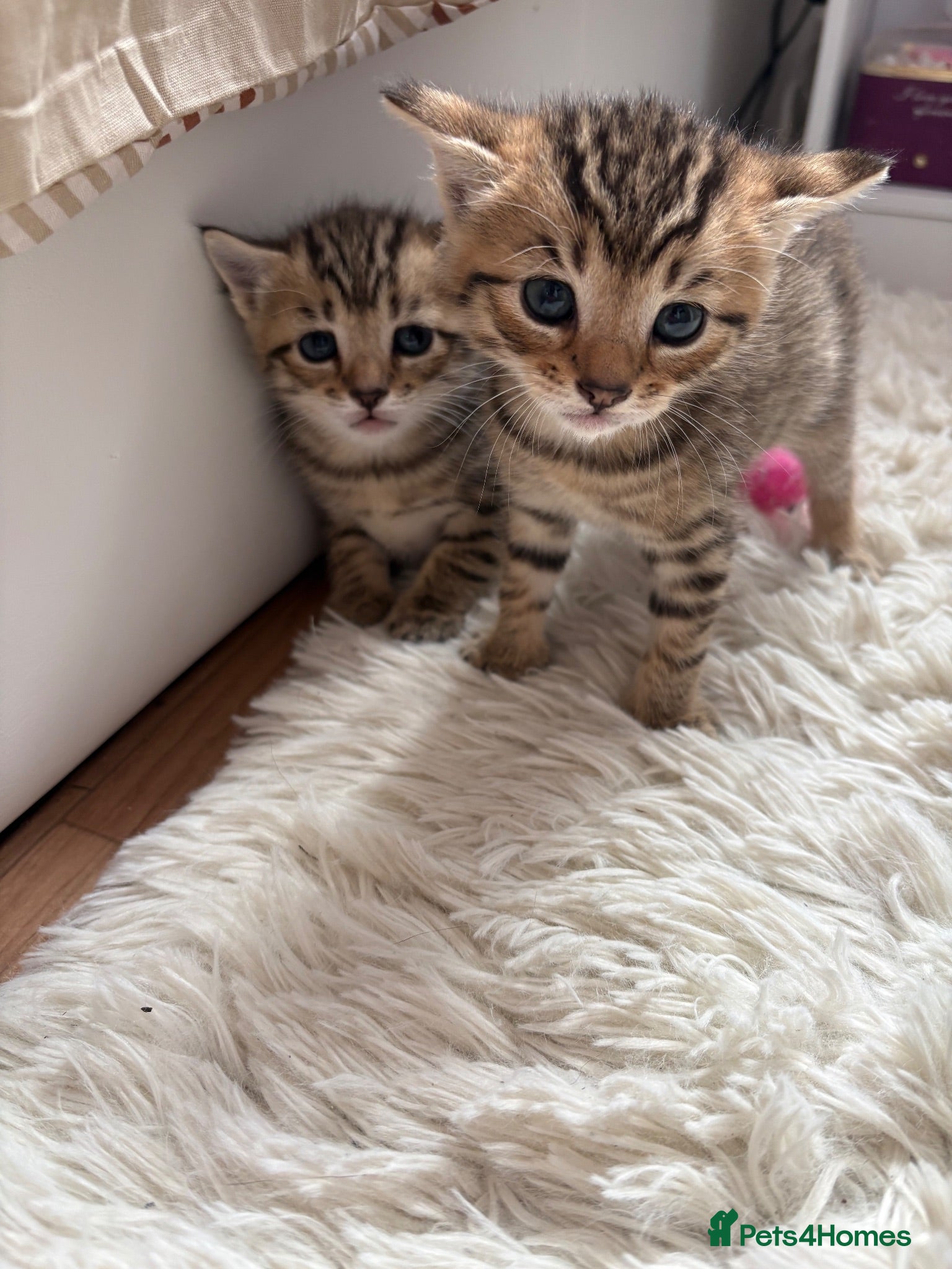Mixed Breed cats Beautiful mixed bengal kittens  - Advert 13