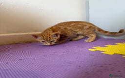 Domestic Shorthair cats for sale: 5 Kittens Looking For A Good Home - Image 25