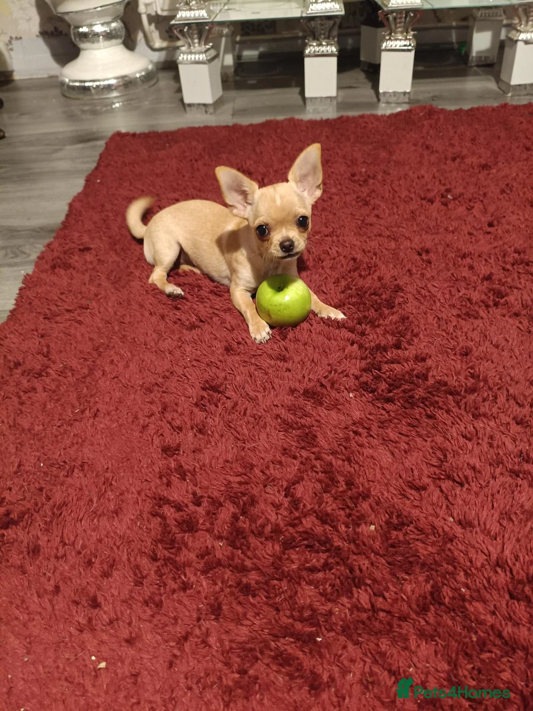 Chihuahua dogs for sale: Chihuahua puppies  - Advert 2