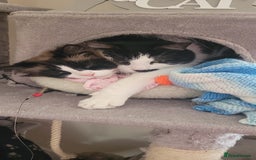 Mixed Breed cats for sale: Hella and Loki - Image 15