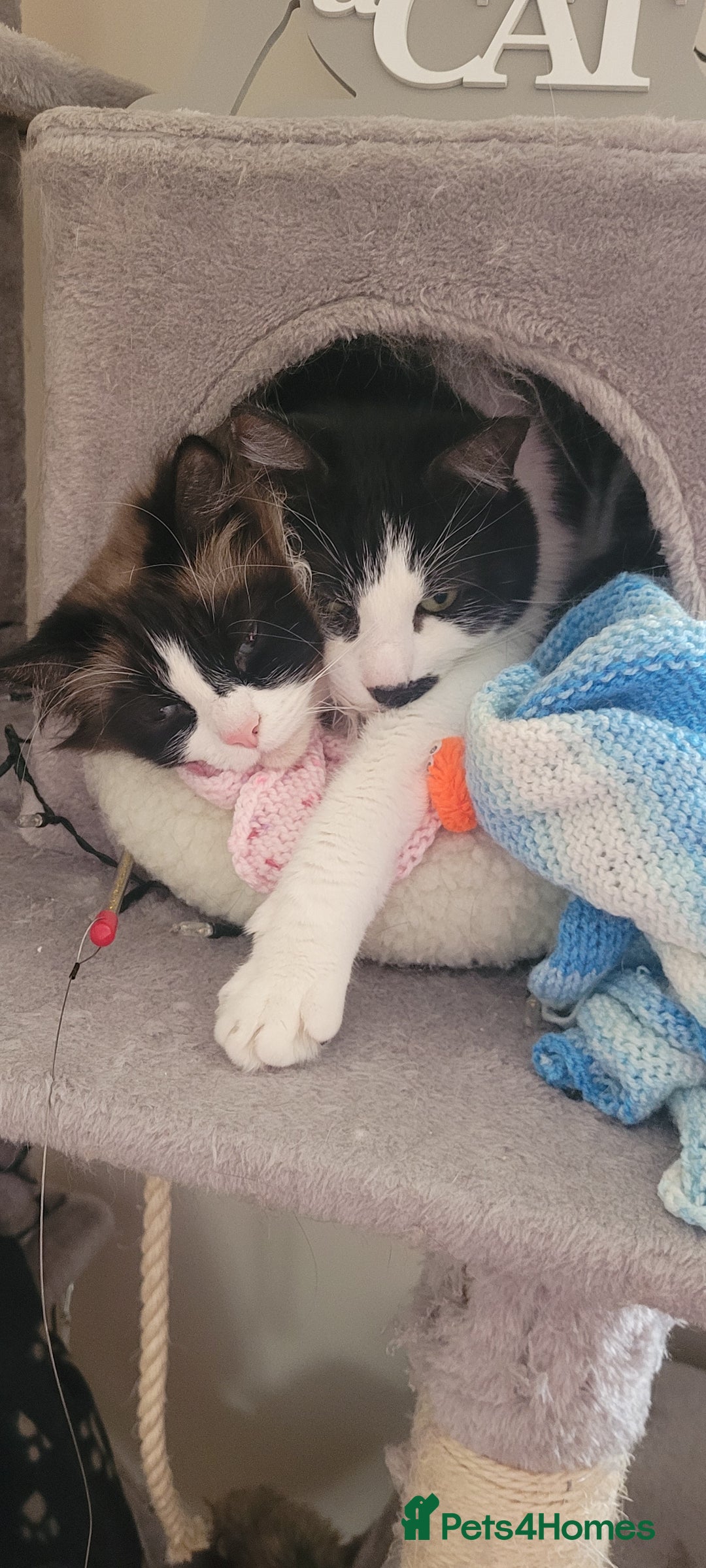 Mixed Breed cats for sale: Hella and Loki - Image 15