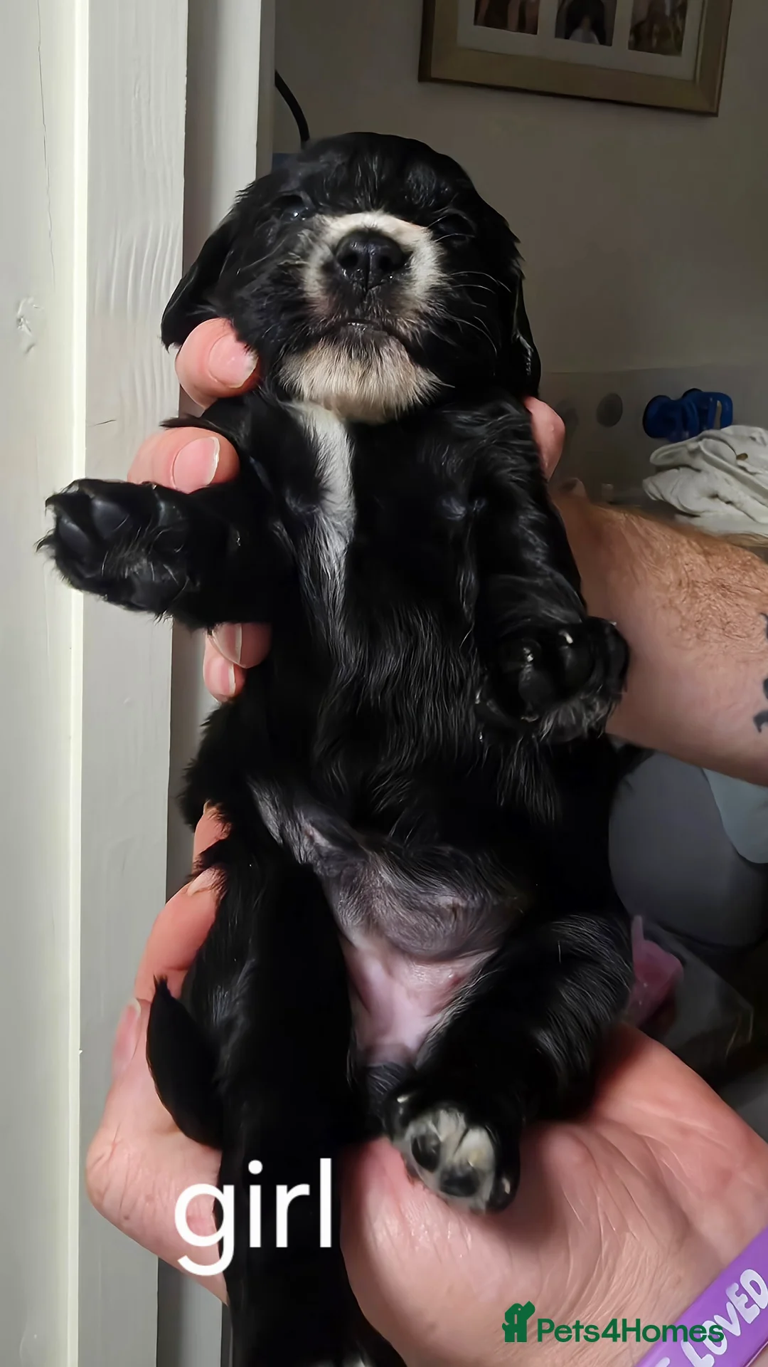 Sprocker dogs for sale: Sprocker puppies - Advert 2