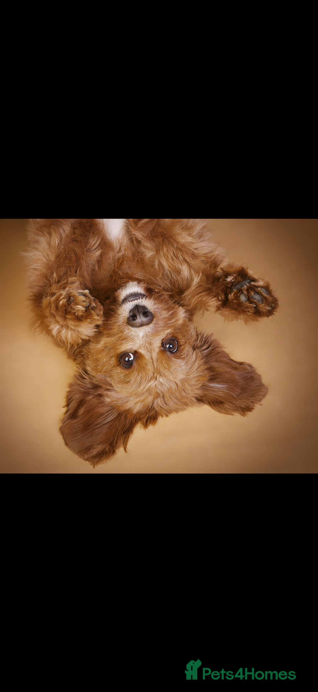 Cavapoo dogs for sale: Cavapoo F1b puppies due in December - Image 3