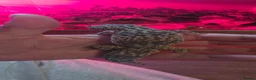 Gecko reptiles for sale: Leopard Gecko in Kidderminster - Advert 5