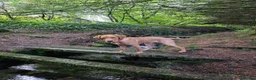 Labrador Retriever dogs for sale: Rex red fox lab in Yelverton - Advert 4