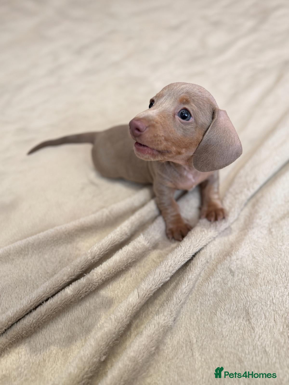 Dachshund dogs Our 4 beautiful Isabel and tan puppy’s  - Advert 5