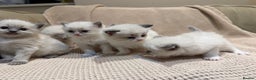 Ragdoll cats for sale: 5 PURE adorable💙💗Ragdolls💗💙ready to leave soon - Advert 14