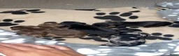 Miniature Dachshund dogs for sale: 🐾Rainbow Litter of Miniature Daschaunds🐾 in Orpington - Advert 5