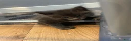 Maine Coon cats for sale: Gorgeous mainecoon kittens  in Hailsham - Advert 6