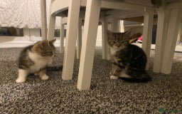British Shorthair cats for sale: Cats for rehoming  - Image 8