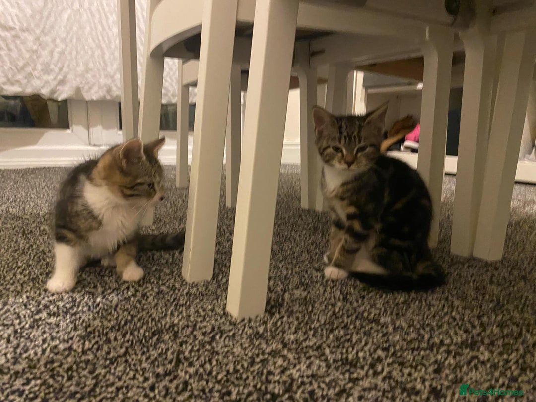 British Shorthair cats for sale: Cats for rehoming  - Image 8