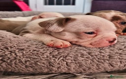 Mixed Breed dogs for sale: Last Beautiful Pink Frenchton Boy Pup Available  - Image 34