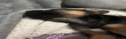 Border Terrier dogs for sale: Border Terrier Puppies - Advert 3