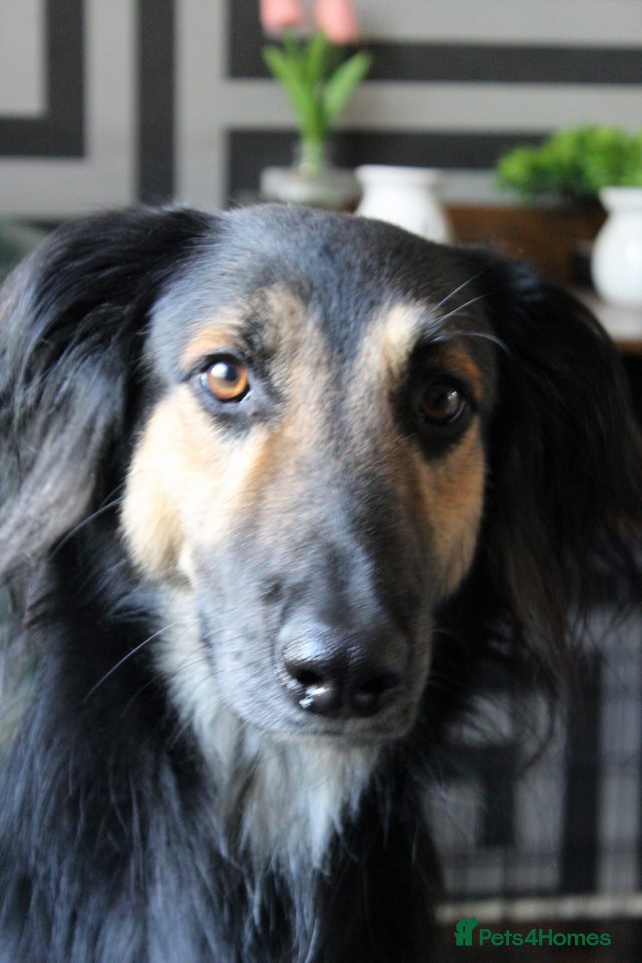 Greyhound dogs Saluki/greyhound or grey/German shepherd  - Advert 5