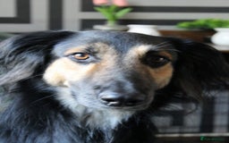 Greyhound dogs for stud: Saluki/greyhound or grey/German shepherd  - Image 1
