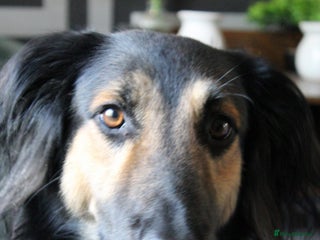 Greyhound dogs - Advert 2