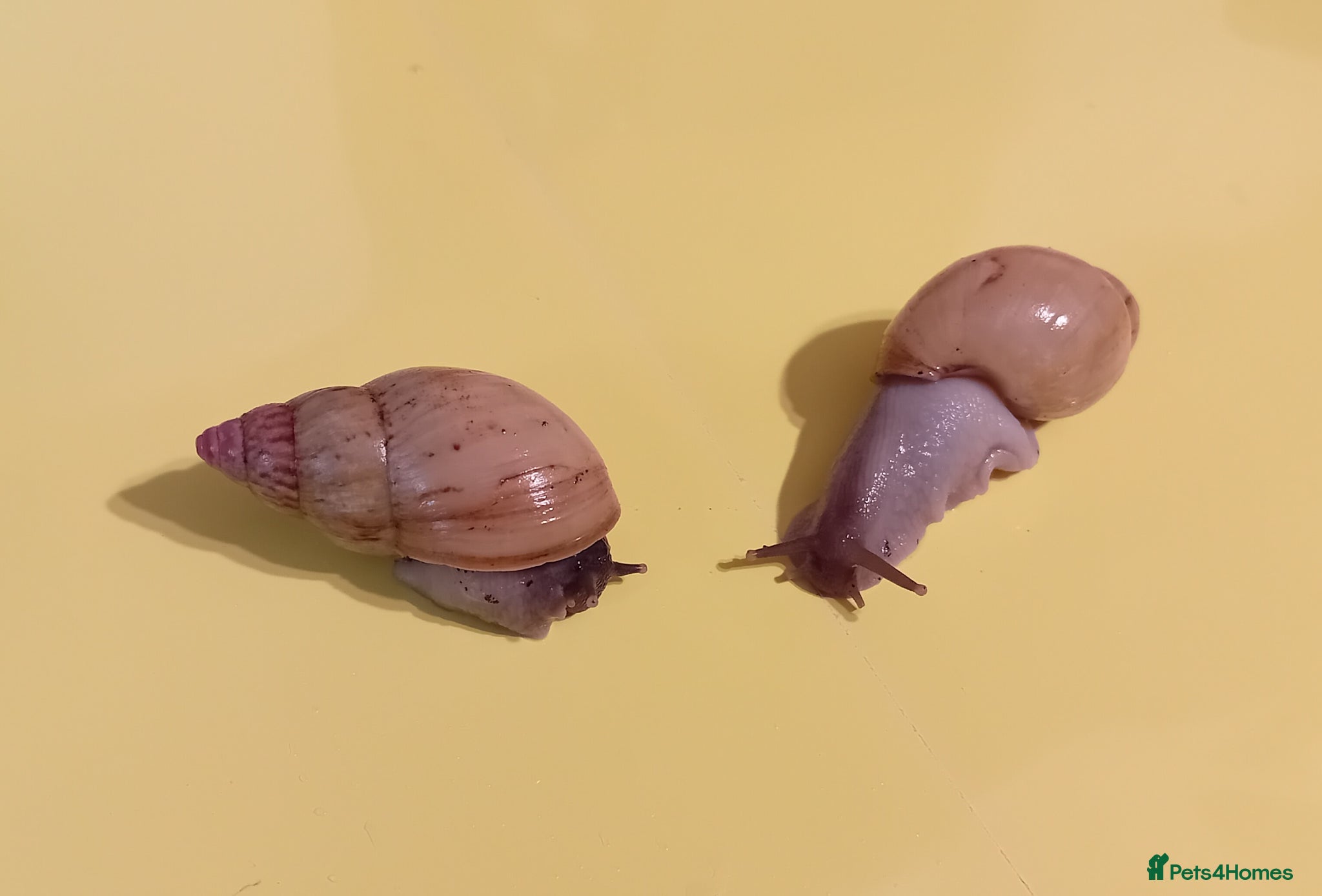 Snails invertebrates ZANZIBAR GIANT AFRICAN LAND SNAILS - Advert 1