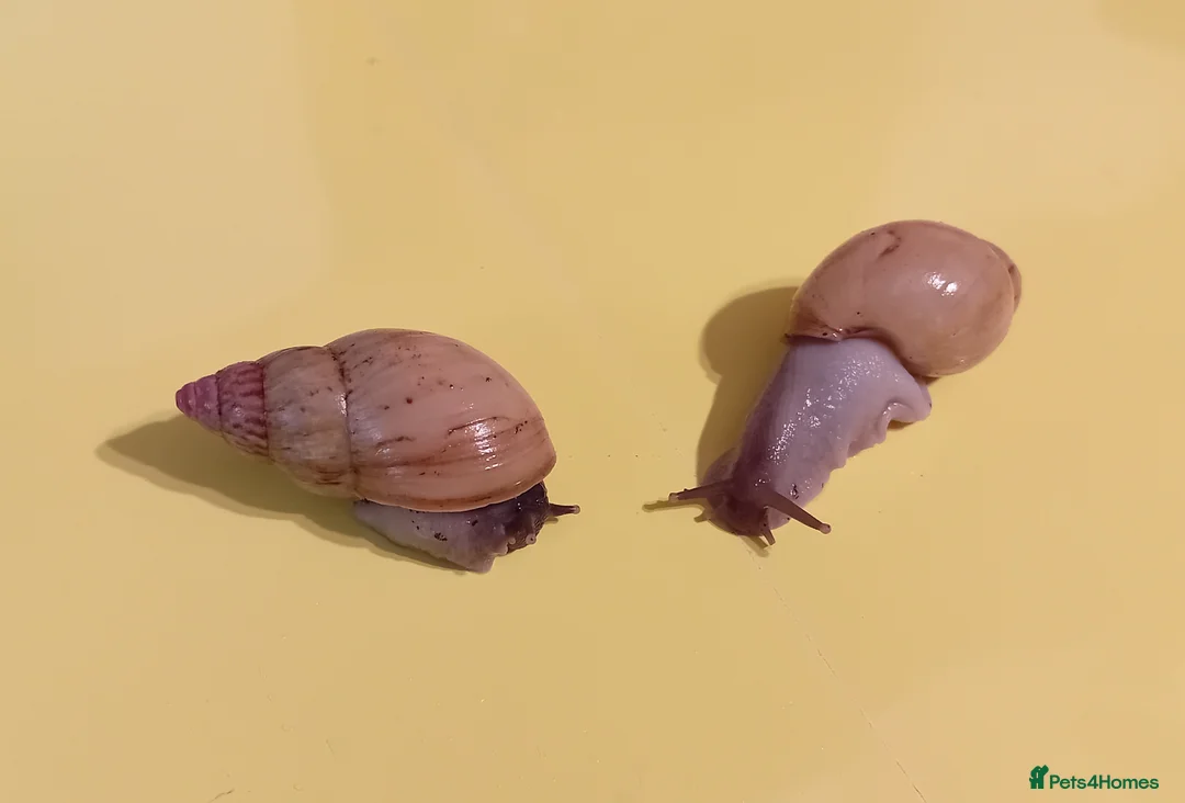 Snails invertebrates for sale: ZANZIBAR GIANT AFRICAN LAND SNAILS - Advert 1