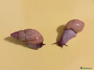 Snails invertebrates for sale: ZANZIBAR GIANT AFRICAN LAND SNAILS - Advert 2