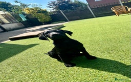 Labrador Retriever dogs for sale: Stunning litter of Black Labrador puppies  in Lydbury North - Image 22