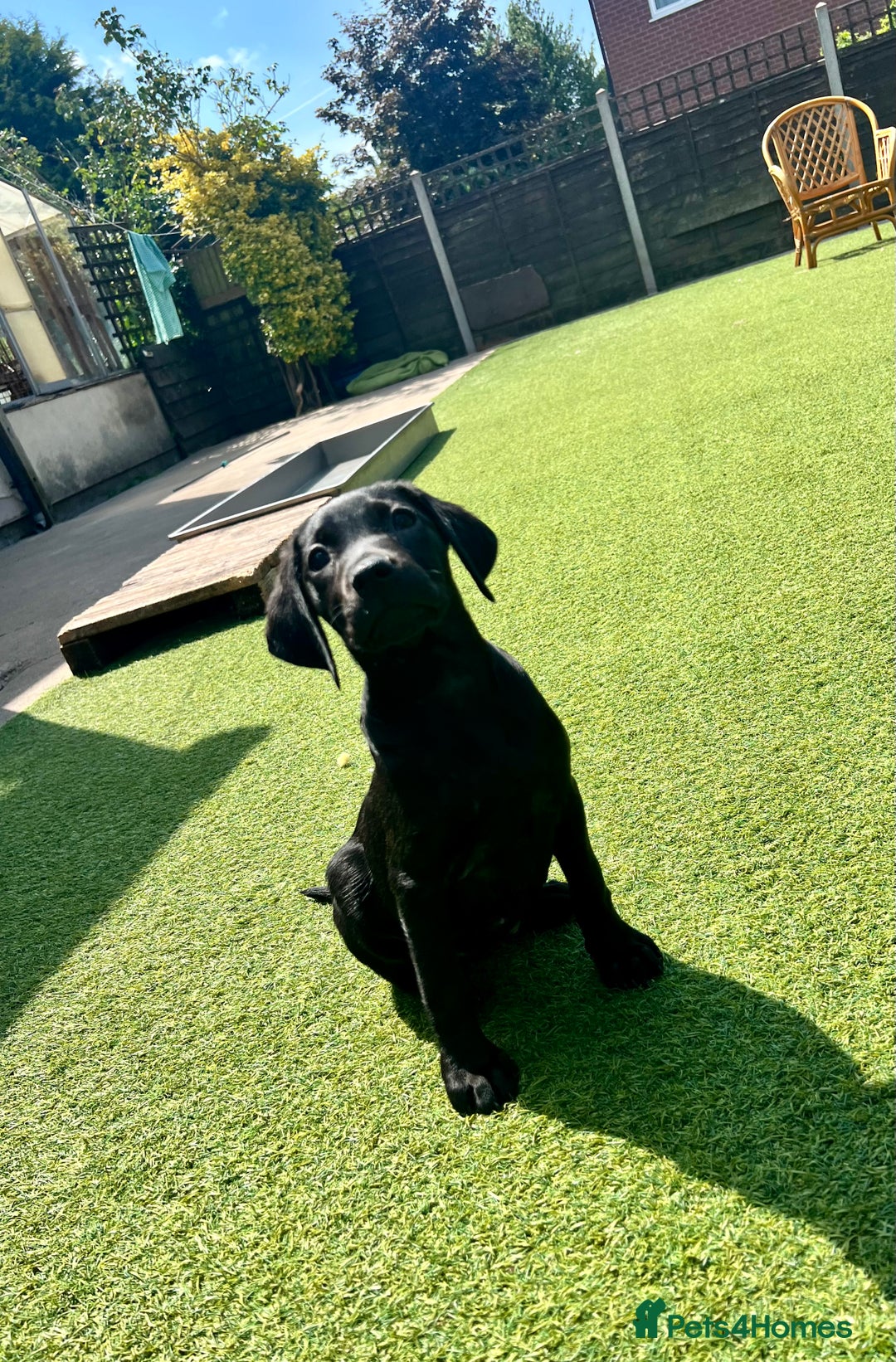 Labrador Retriever dogs for sale: Stunning litter of Black Labrador puppies  in Lydbury North - Image 22