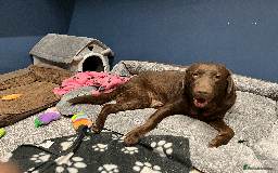 Labrador Retriever dogs for sale: 🐶Beautiful Chocolate Lab Loving Energetic Girl🐶 - Advert 2