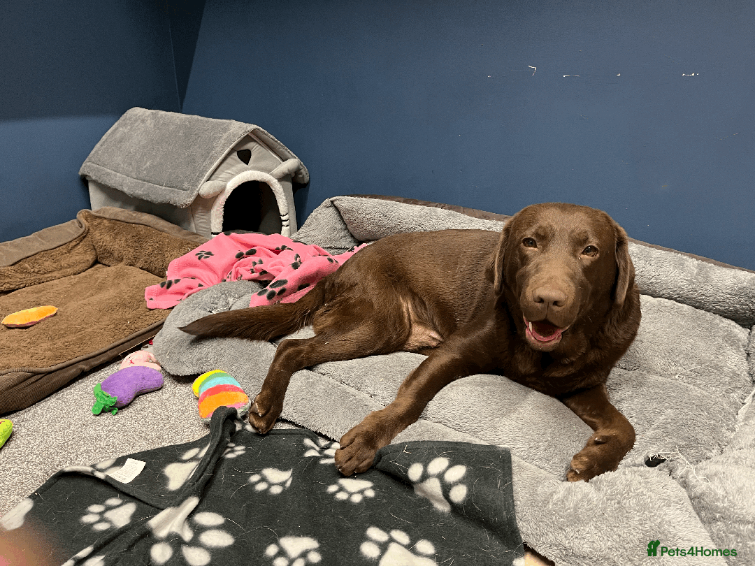 Labrador Retriever dogs for sale: 🐶Beautiful Chocolate Lab Loving Energetic Girl🐶 - Advert 2