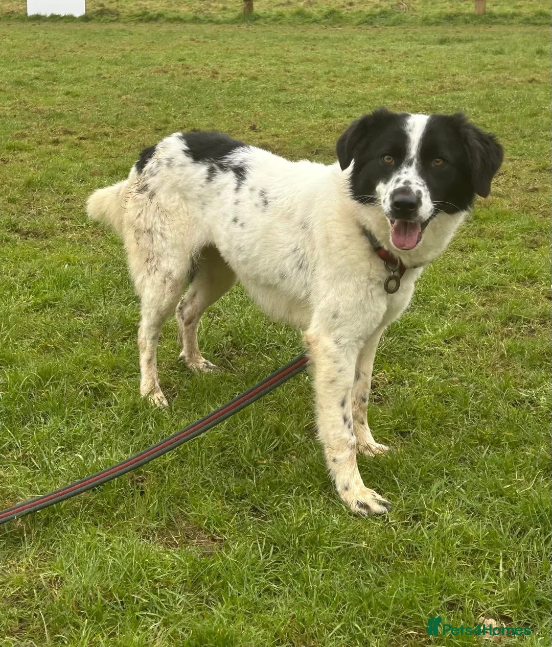 Mixed Breed dogs for adoption: Magpie - Norwich Norfolk  in Norwich - Advert 8