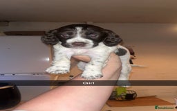 Cocker Spaniel dogs for sale: 7 pups 4 girls 3 boys  - Image 31