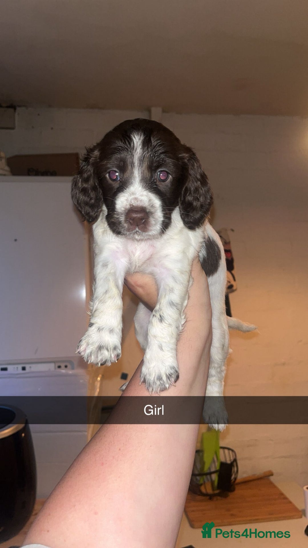 Cocker Spaniel dogs for sale: 7 pups 4 girls 3 boys  - Image 31