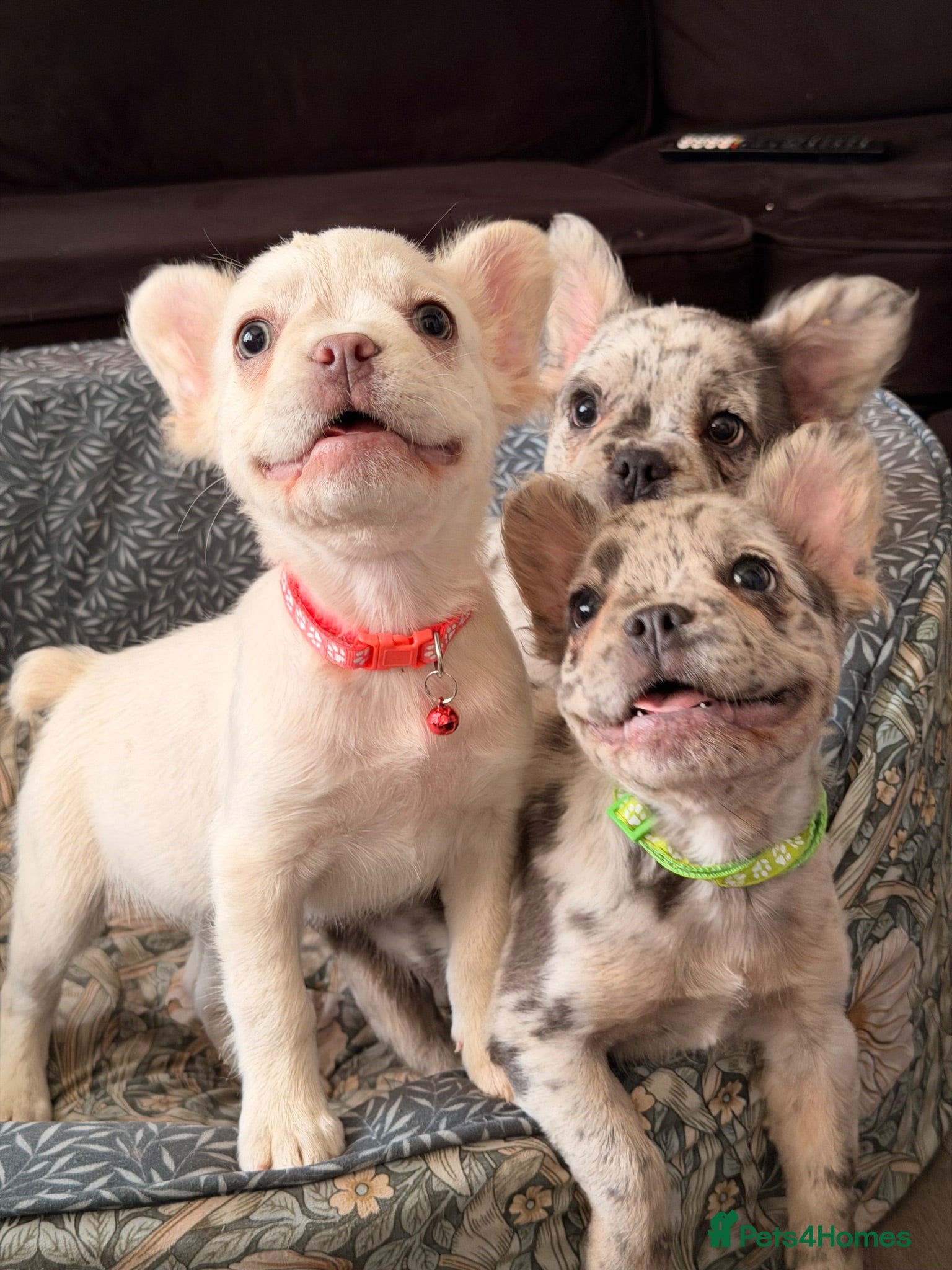 French Bulldog dogs Reduced fluffy frenches both injections done - Advert 1