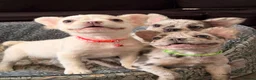 French Bulldog dogs for sale: 1 platinum girl green eyes left - Advert 5