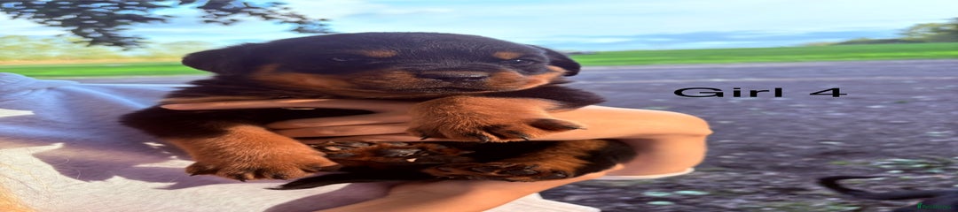 Rottweiler Puppy 4