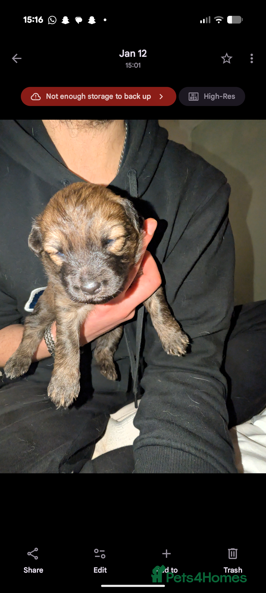 Mixed Breed dogs for sale: Gerhusky kelpie Labrador mix - Advert 26