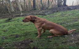 Labrador Retriever dogs for sale: Lovely fox red Labrador puppies  - Image 7