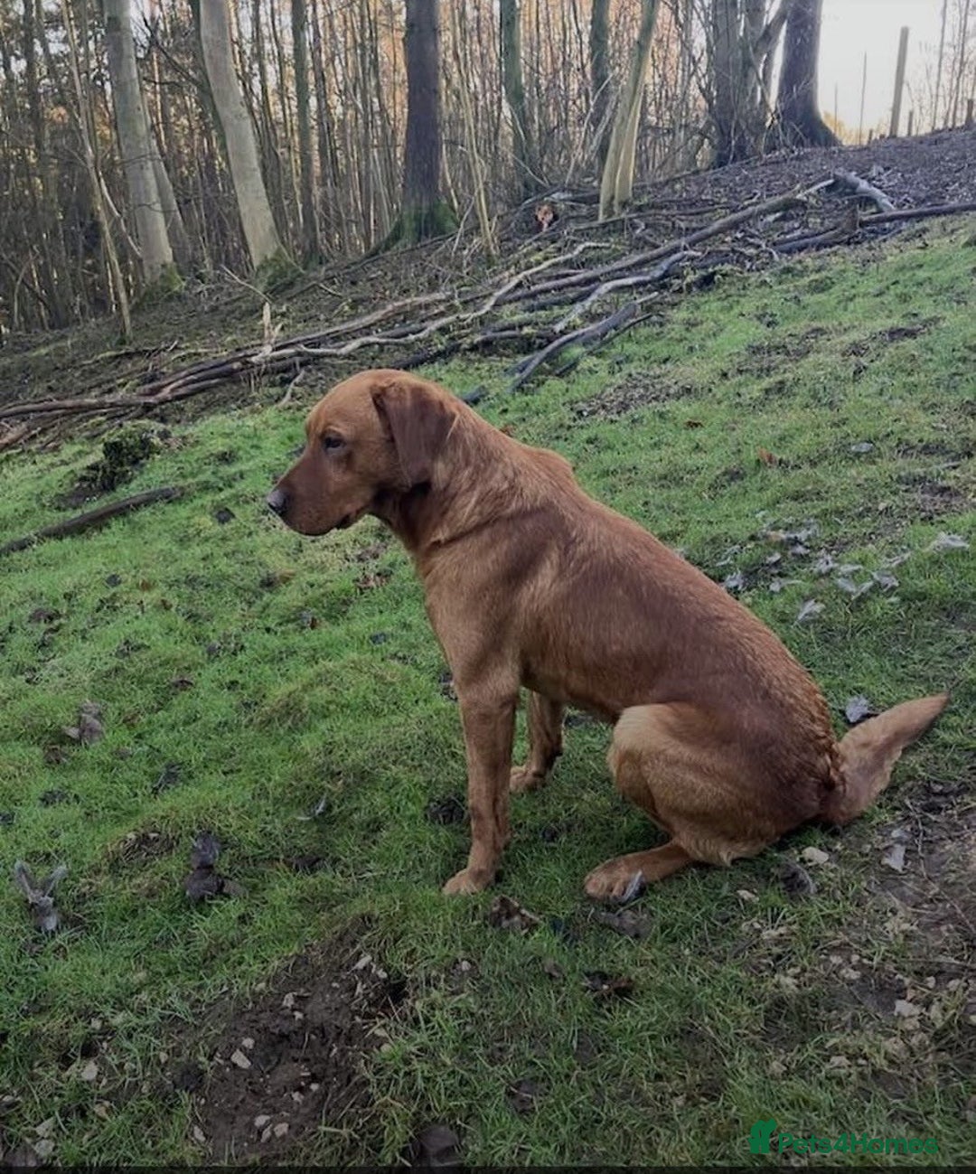 Labrador Retriever dogs for sale: Lovely fox red Labrador puppies  - Image 7