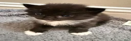 British Shorthair cats for sale: A litter of four beautiful kittens.  - Advert 8
