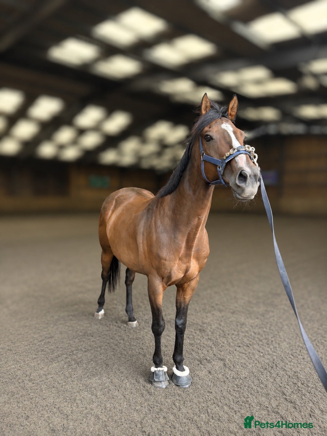 English Thoroughbred horses Beautiful ex racer  - Advert 12
