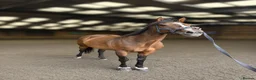 English Thoroughbred horses for sale: Beautiful ex racer  in Tidworth - Advert 1