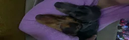 Miniature Dachshund dogs for sale: Chocolate & Tan Dapple. Blue & Tan Mini dachshunds - Advert 3